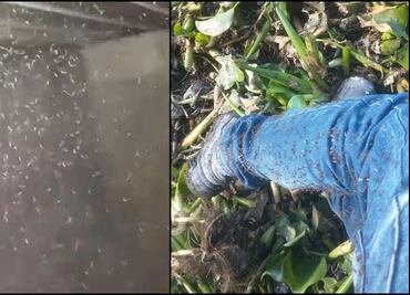 Pobladores denuncian muerte de ganado por nubes de moscos Culex en Tula, Hidalgo; demandan intervención inmediata de autoridades