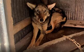 Profepa rescata a un coyote en vivienda del Edomex; el ejemplar estaba encadenado