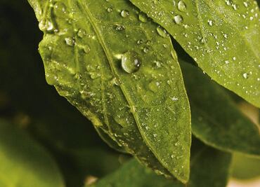 Quelites: the Pre-hispanic superfood