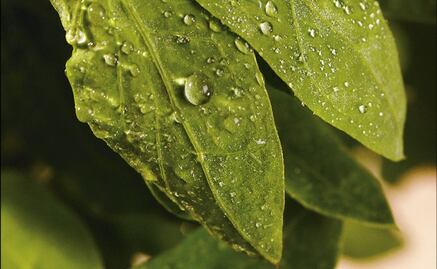 Quelites: the Pre-hispanic superfood