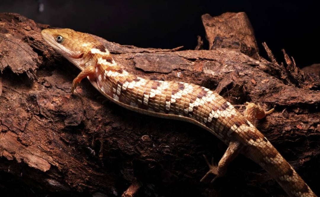 Nueva especie de lagartija caimán, de nombre Gerrhonotus occidentalis, ubicada en el occidente de la República Mexicana. Foto: UNAM