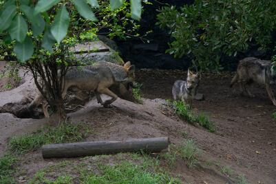 Emite Profepa recomendaciones a estados por zoológicos