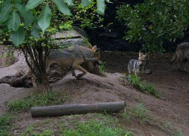 Emite Profepa recomendaciones a estados por zoológicos