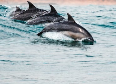 Delfines se "apoderan" de la costa en Huatulco
