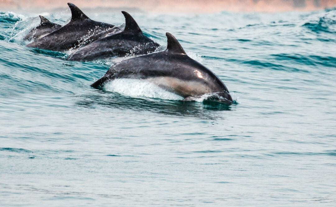 No es raro ver delfines en las costas de Oaxaca, pero sí en estas cantidades. Foto: Unsplash. Redcharlie
