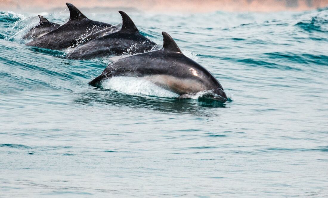No es raro ver delfines en las costas de Oaxaca, pero sí en estas cantidades. Foto: Unsplash. Redcharlie