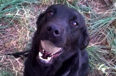 Muere agente canina Nova; participó en varios rescates