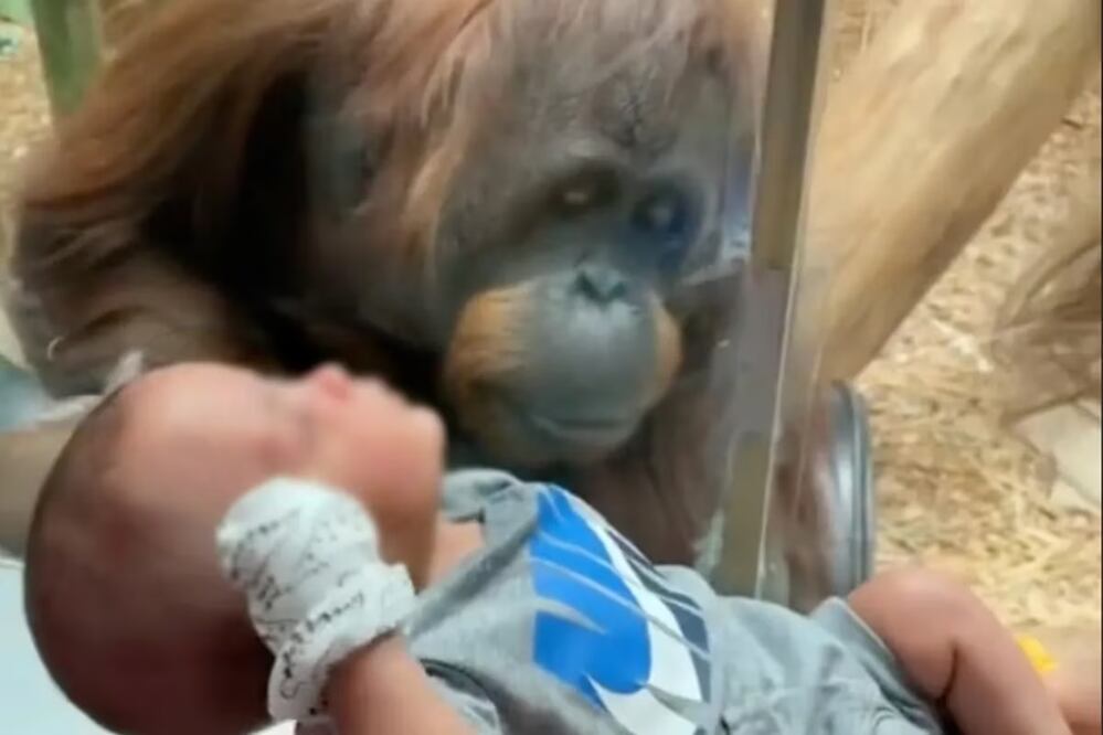 El orangután del zoológico de Louisville, en Kentucky, miró de cerca al niño y se quedó enternecido. Foto: @kaylaajaylenn/TikTok