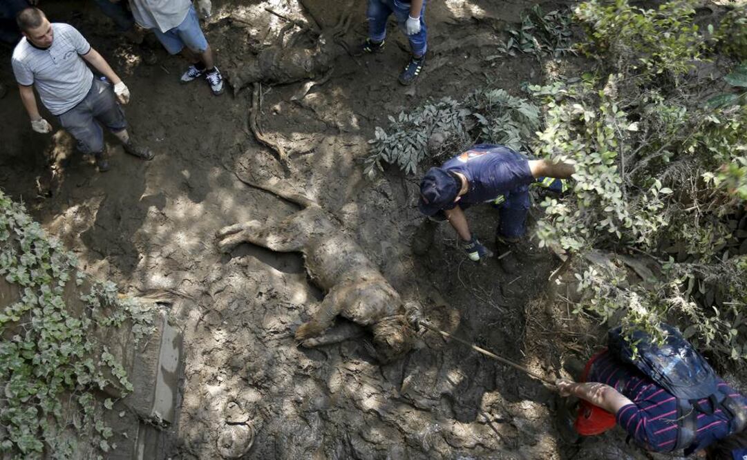 Hallan muertos a animales desaparecidos en Georgia