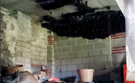 Familia de Tlaxcala “hospeda” 2 mil murciélagos en su hogar hasta octubre; colonia se instaló de forma natural: Profepa