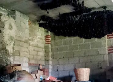 Familia de Tlaxcala “hospeda” 2 mil murciélagos en su hogar hasta octubre; colonia se instaló de forma natural: Profepa