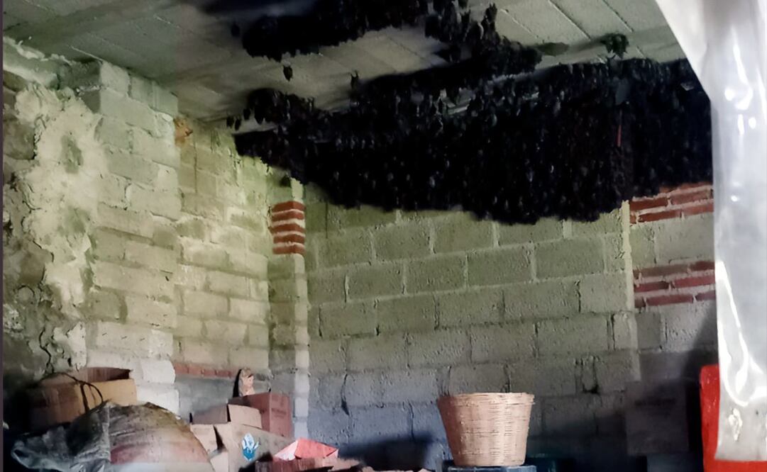 Capacitan a familia en cuya casa anida una colonia de murciélagos, en Tlaxcala. Foto: Profepa