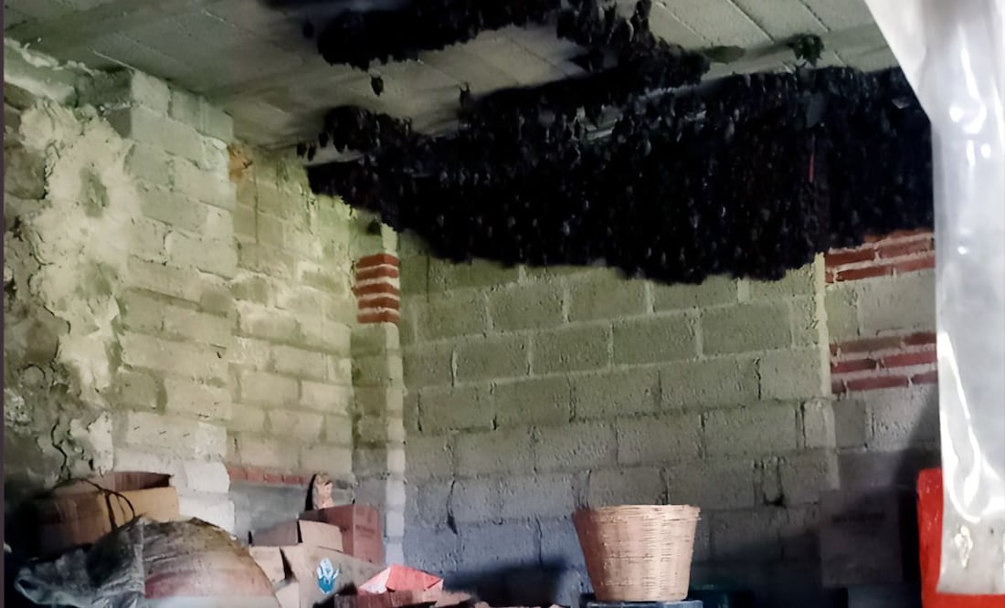 Capacitan a familia en cuya casa anida una colonia de murciélagos, en Tlaxcala. Foto: Profepa