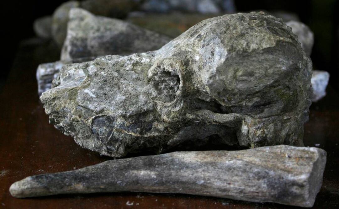 Es el mayor colmillo de este tipo encontrado en el país. Foto: Archivo