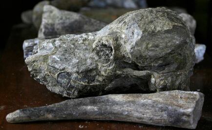 Hallan colmillo de stegodon de 1.1 millones de años