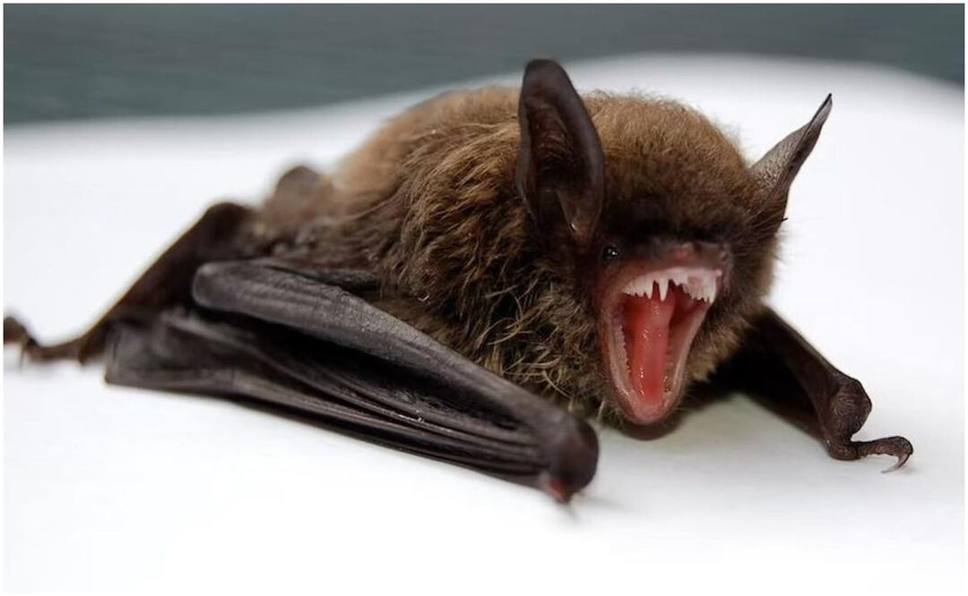 Autoridades de salud en Oaxaca confirmaron el fallecimiento de un hombre por rabia tras ser mordido por un murciélago (21/11/2024). Foto: Especial