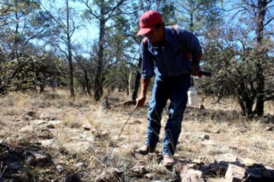 Scorpion hunting: the trade which feeds hundreds of families in Durango