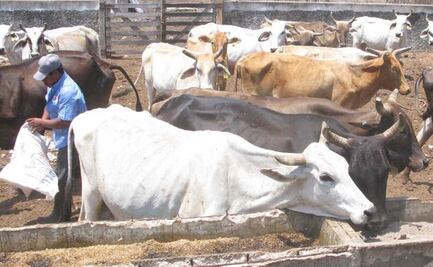 Ganaderos en Yucatán denuncian nulo apoyo del gobierno federal ante coronavirus