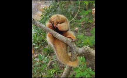 Rescatan a oso hormiguero dorado en Maravilla Tenejapa, Chiapas