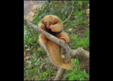 Rescatan a oso hormiguero dorado en Maravilla Tenejapa, Chiapas