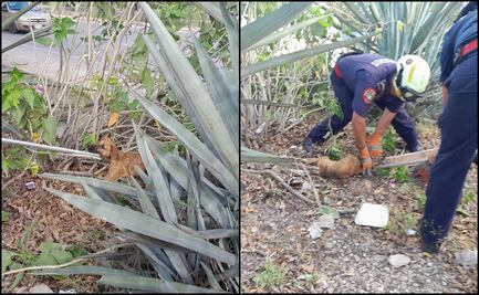 Rescatan a perro atrapado entre espinosas plantas de agave en Yucatán