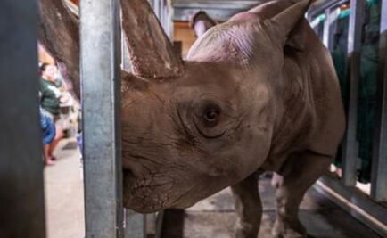 Una rinoceronte negra queda embarazada; la especie está en peligro de extinción