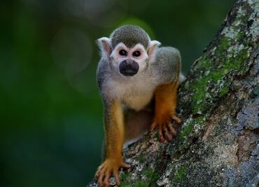 Monos hambrientos atacan a niños en Etiopía, país devastado por la sequía