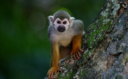 Monos hambrientos atacan a niños en Etiopía, país devastado por la sequía