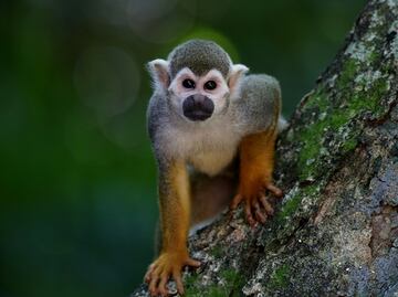 Monos hambrientos atacan a niños en Etiopía, país devastado por la sequía