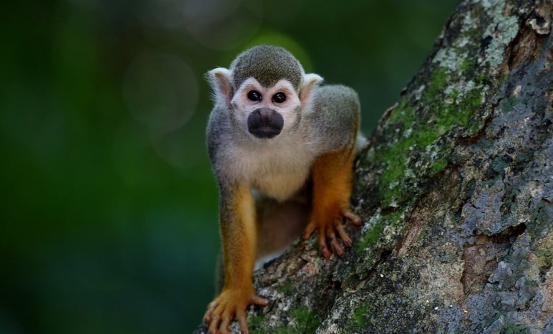 Foto: Ilustrativa. Pixabay