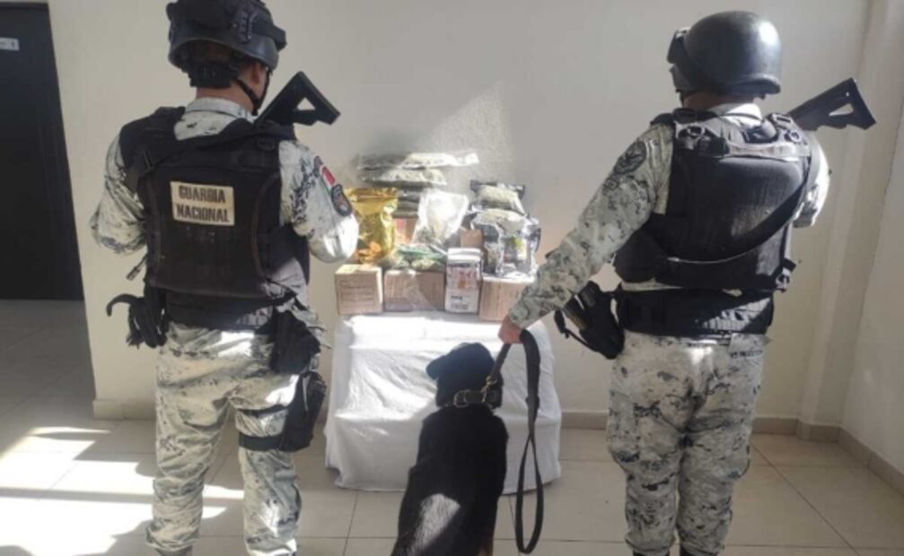 Localizan en latas de comida para perros 130 paquetes con marihuana
