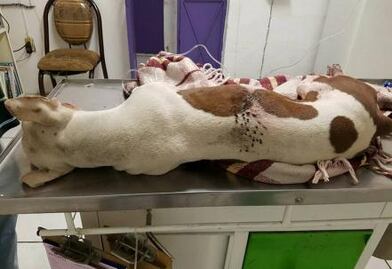 Nuevo acto de crueldad animal en Yucatán: sujeto arroja agua hirviendo a perrita que buscaba refugio del sol