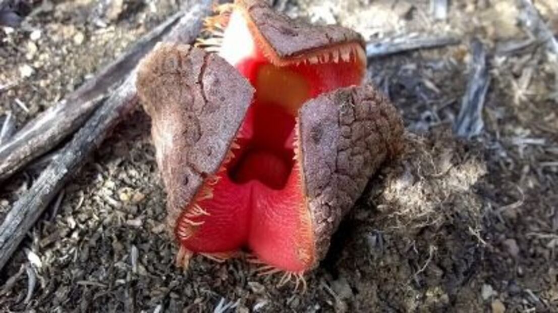 Explorando la Hydnora Africana. Fuente: Freepik.