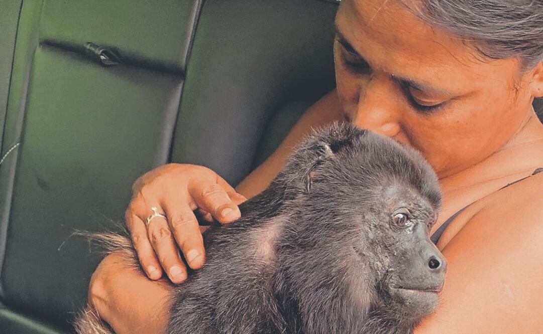 Los primates se marean por falta de agua, caen desde las alturas y, por el golpe, se mueren. Foto Especial