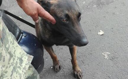 Bongo, Gitano y Oporto, "gigantes" de cuatro patas