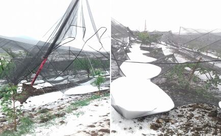 Granizada atípica acaba con 30 hectáreas de manzana en Coahuila