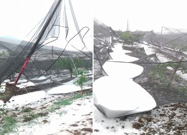 Granizada atípica acaba con 30 hectáreas de manzana en Coahuila