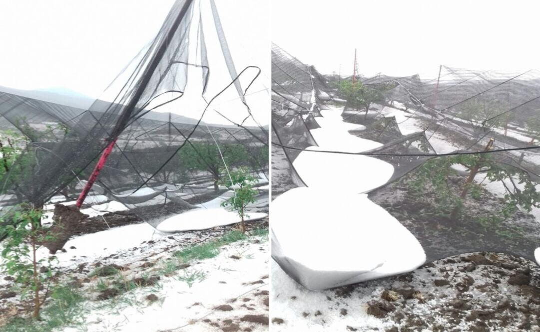 Artemio García, director de Fomento Agropecuario, mencionó que se tiene el reporte de colapso de una sola instalación, ya que se encontraba extendida y a consecuencia del peso acumulado no resistió (Fotos: Especial)