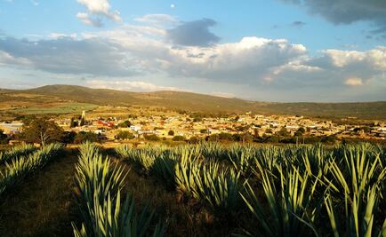 La pasión de Tequila Patrón