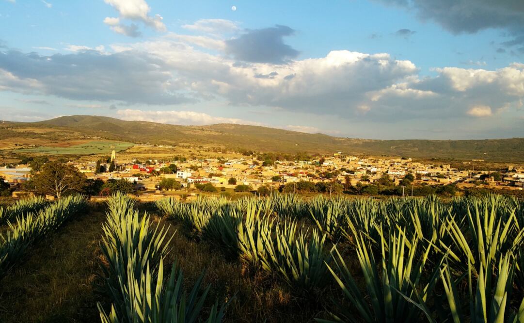 Foto: Pixabay/ Tequila