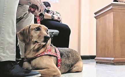 Multarán a quien saque sin correa a su perro