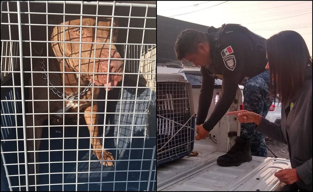 Perro pitbull que atacó a policía está en rehabilitación y no detenido, aclaran. Tomadas de Twitter @LetyVarela