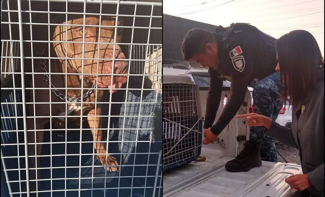 Perro pitbull que atacó a policía está en rehabilitación y no detenido, aclaran. Tomadas de Twitter @LetyVarela