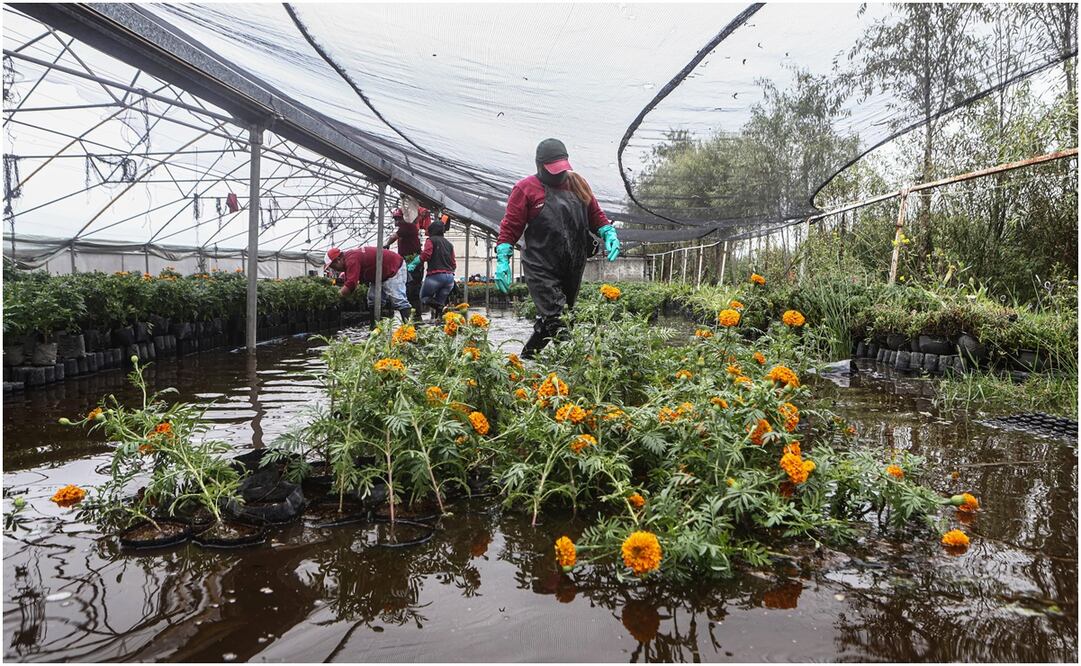 Cempasúchil inundado. Foto: Gabriel Pano