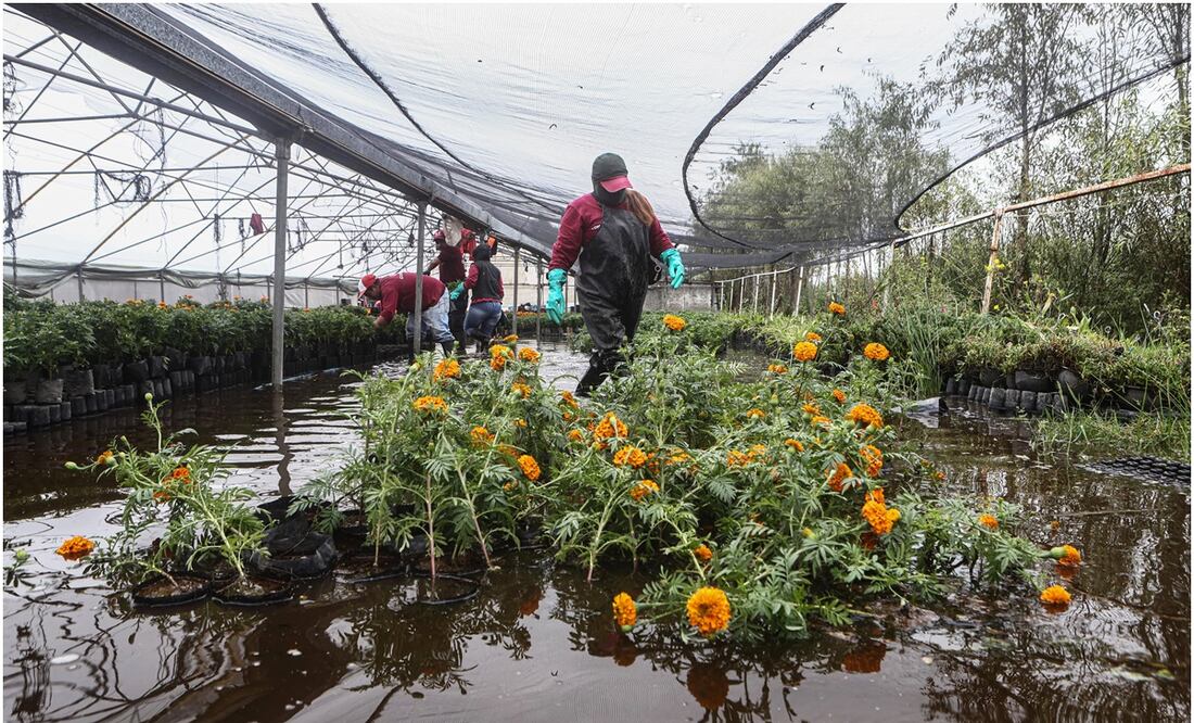 Cempasúchil inundado. Foto: Gabriel Pano