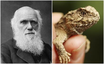 Charles Darwin tenía razón con su teoría de los "fósiles vivientes"