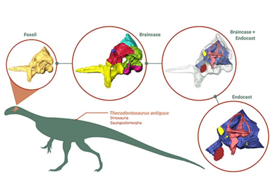 Reconstrucción 3D del cerebro de un dinosaurio revela su dieta y movilidad