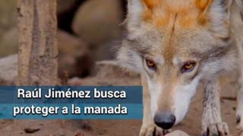 Raúl Jiménez y WWF lideran campaña para salvar al lobo mexicano