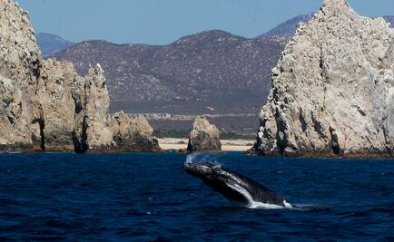 Inicia Festival Internacional de la Ballena Gris en BCS