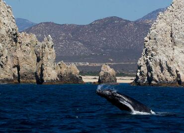 Inicia Festival Internacional de la Ballena Gris en BCS